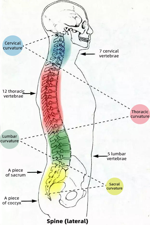 Why is my neck sore all the time?