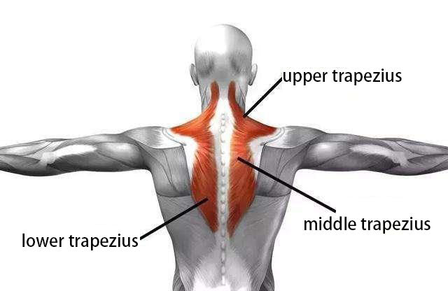 10 Minutes Lying Down Quickly Relieves Trapezius Pain – Zenopax store